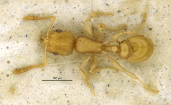 Media type: image;   Entomology 16562 Aspect: habitus dorsal